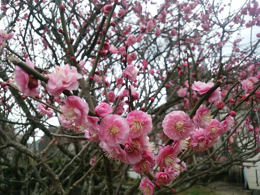 梅の花